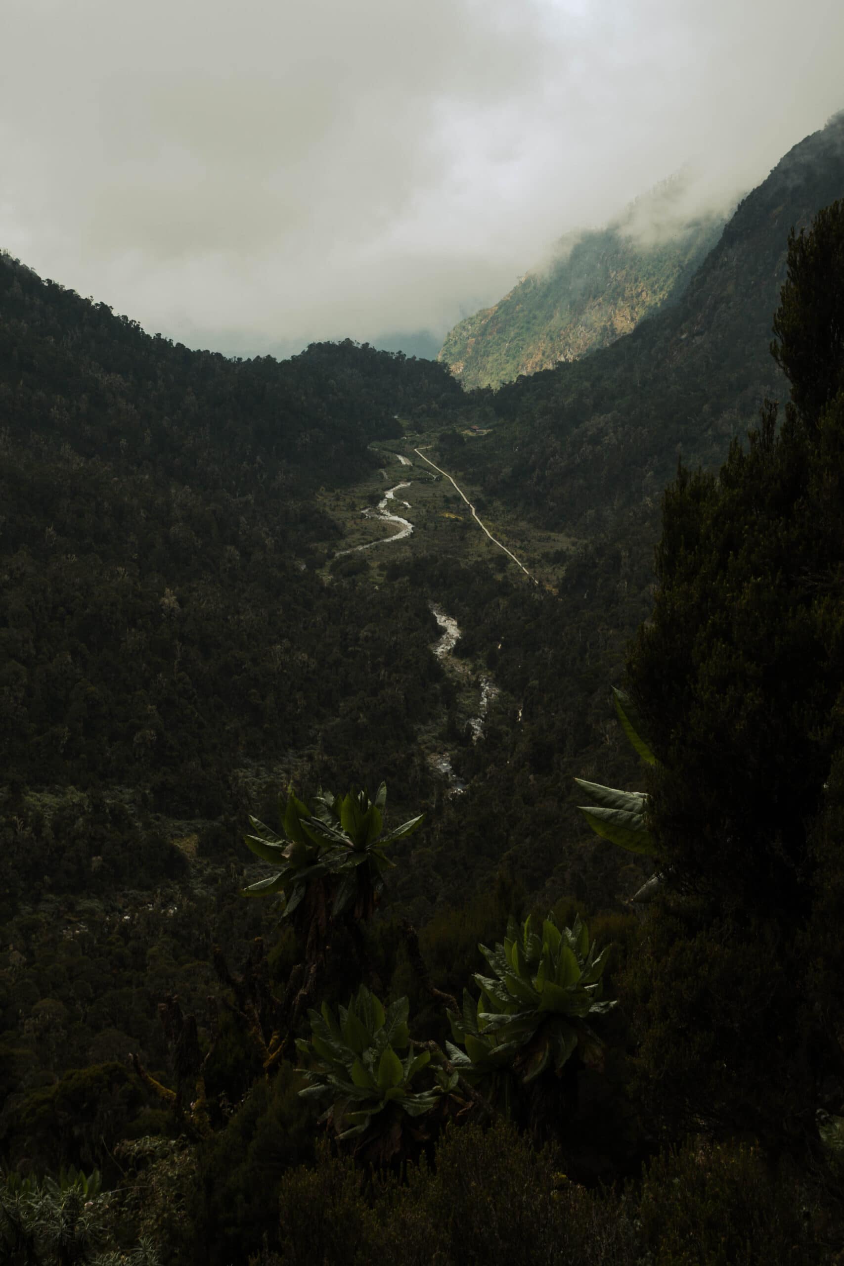 Margherita Peak - Rwenzori - Mountain Beat