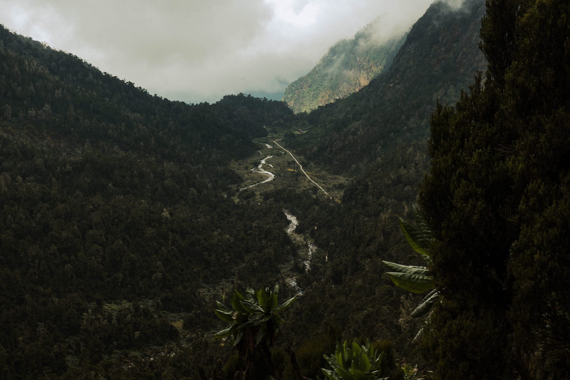 Margherita Peak - Rwenzori - Mountain Beat
