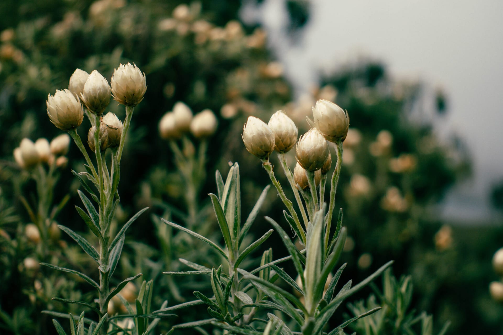 Margherita Peak - Rwenzori - Mountain Beat